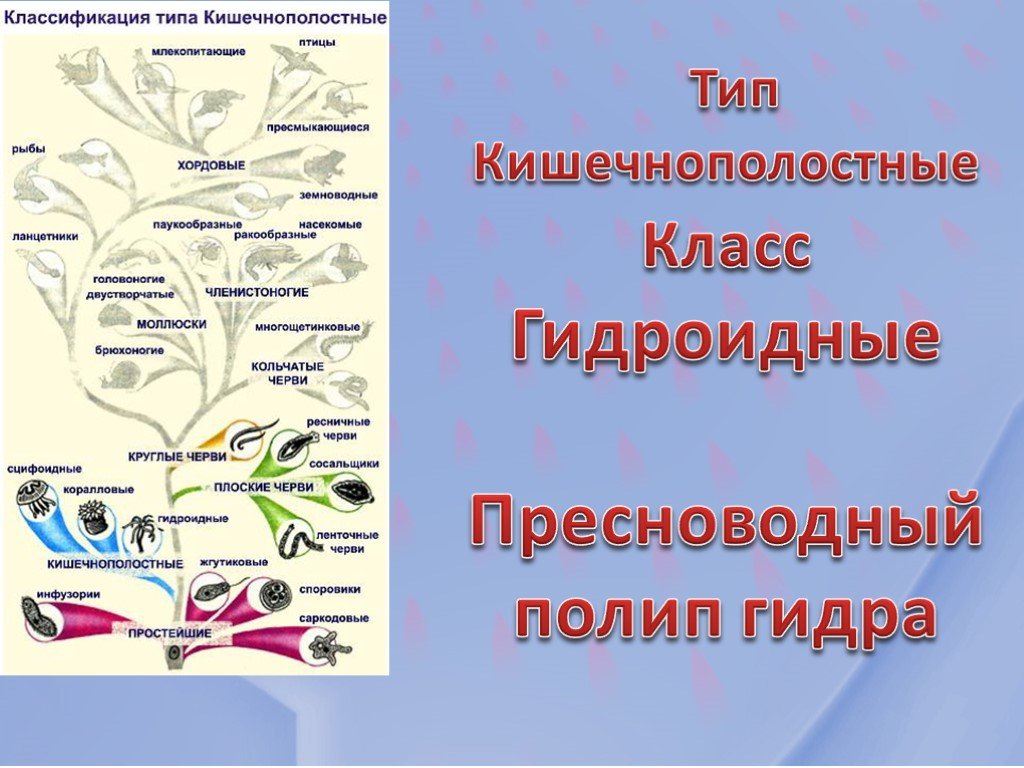 Что за маркетплейс кракен