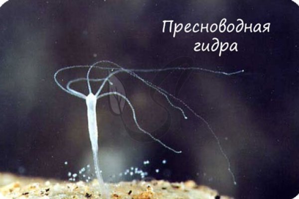 Аналог hydra