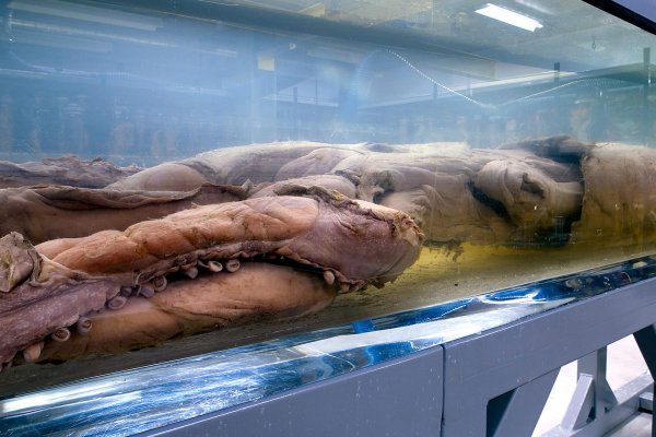 Kraken зайти на сайт